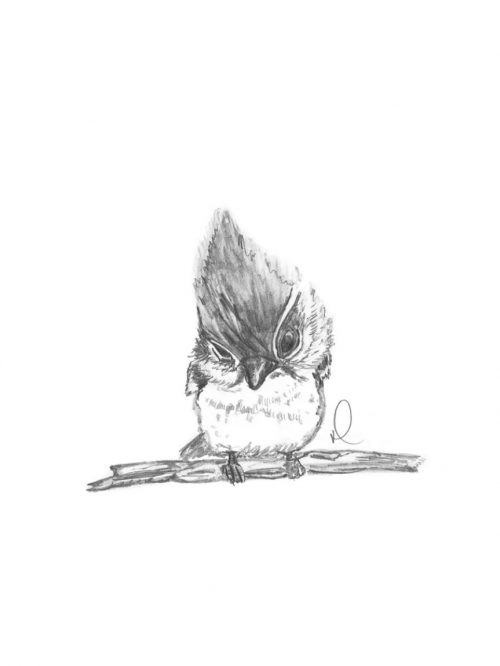 Chickadee