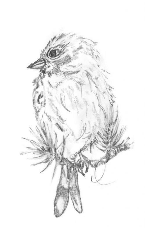 Grumpy Bird